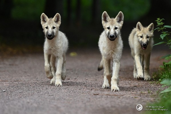 Polarwölfe Arctic wolves Anyu Nova Yuki